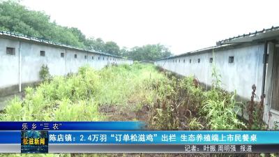 【乐乡“三农”】陈店镇：2.4 万羽 “订单松滋鸡” 出栏  生态养殖端上市民餐桌（20250815）