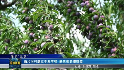 【乐乡“三农”】曲尺河村脆红李迎丰收  联农带农增效益（20250804）