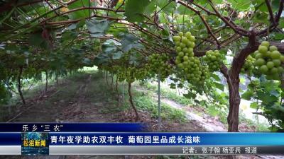 【乐乡“三农”】青年夜学助农双丰收 葡萄园里品成长滋味（20250813）