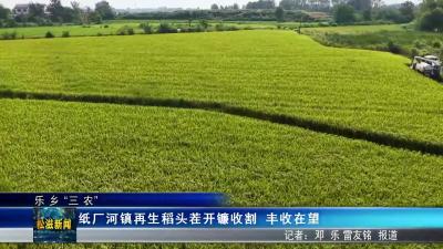 【乐乡“三农”】纸厂河镇再生稻头茬开镰收割 丰收在望（20250812）