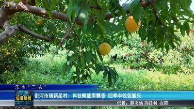 【乐乡三农】街河市镇新星村：科技赋能果飘香 四季丰收促振兴（20250808）