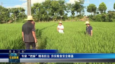 【乐乡“三农”】专家 “把脉”精准防治  夯实粮食安全根基（20250826）