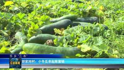 【乐乡“三农”】胡家岗村：小冬瓜串起致富链（20250821）