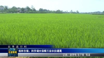 【抗旱进行时】杨林市镇：科学调水保障万亩农田灌溉（20250805）