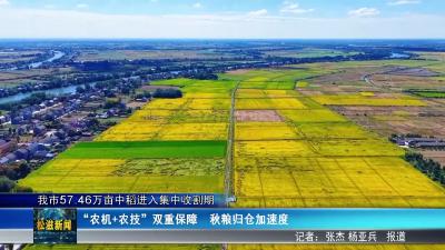 我市 57.46 万亩中稻进入集中收割期（20250929）