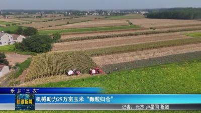【乐乡“三农”】机械助力29万亩玉米“颗粒归仓”（20250902）