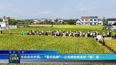 【乐乡“三农”】市农业农村局：“看禾选种” 让良种发挥更好“粮”效（20250908）