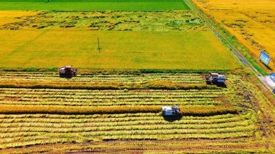 我市57.46万亩中稻“归仓”