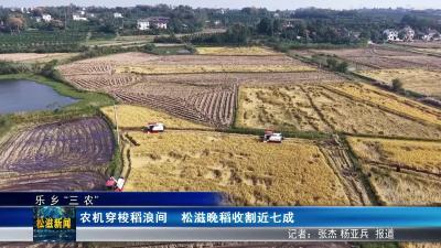 【乐乡“三农”】农机穿梭稻浪间  松滋晚稻收割近七成（20251030）