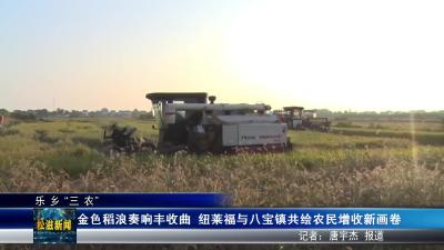 【乐乡“三农”】金色稻浪奏响丰收曲  纽莱福与八宝镇共绘农民增收新画卷（20251024）