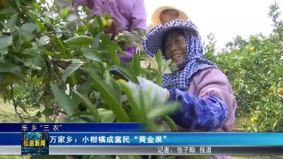 【乐乡“三农”】万家乡：小柑橘成富民“黄金果”（20251015）