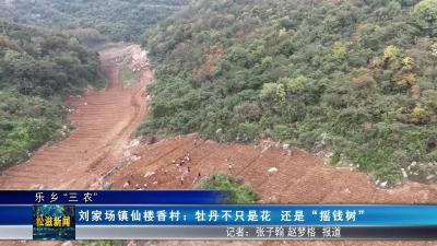 【乐乡“三农”】刘家场镇仙楼香村：牡丹不只是花  还是 “摇钱树”（20251105）