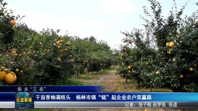 【乐乡“三农”】千亩香柚满枝头  杨林市镇 “链” 起企业农户双赢路（20251118）