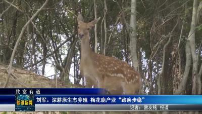 【致富有道】刘军：深耕原生态养殖  梅花鹿产业 “蹄疾步稳”（20251120）