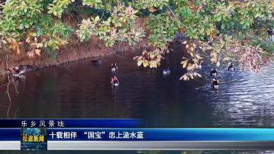 【乐乡风景线】十载相伴  “国宝” 恋上洈水蓝（20251114）