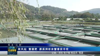 【乐乡“三农”】秋风起  蟹腿肥  源溪洞岩泉蟹喜获丰收（20251104）