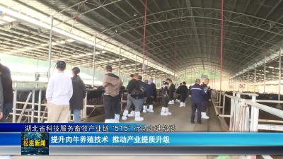 湖北省科技服务畜牧产业链 “515” 行动走进松滋（20251103）