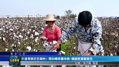 【乐乡“三农”】沙道观镇豆花湖村：雪白棉花喜丰收  铺就致富新路径（20251118）