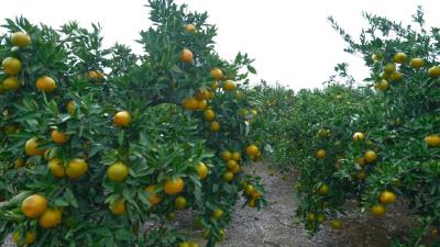 省优果品，“甜蜜值”超千万 