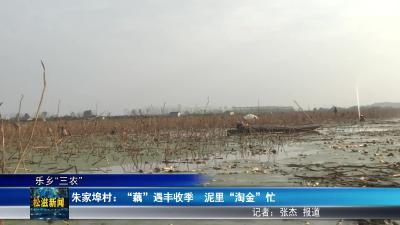 【乐乡“三农”】朱家埠村：“藕”遇丰收季  泥里“淘金”忙（20251117）