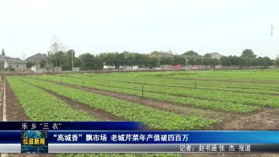 【乐乡“三农”】“高城香” 飘市场  老城芹菜年产值破四百万（20251114）