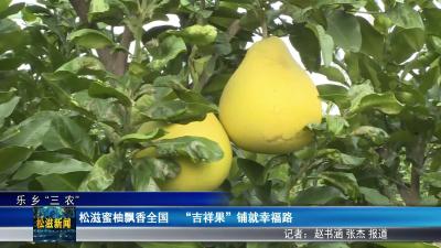 【乐乡“三农”】松滋蜜柚飘香全国  “吉祥果”铺就幸福路（20251112）