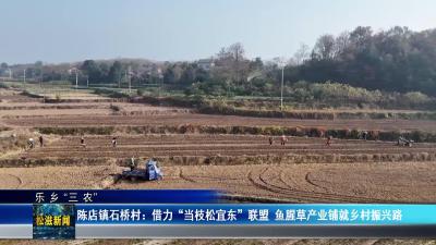 【乐乡“三农”】陈店镇石桥村：借力“当枝松宜东”联盟  鱼腥草产业铺就乡村振兴路（20251225）