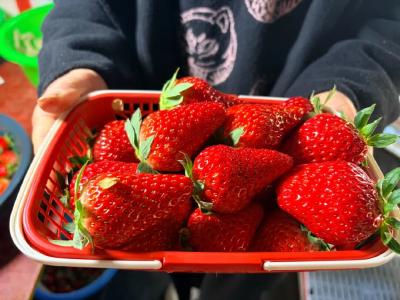 松滋冬日首款草莓，抢“鲜”上市！