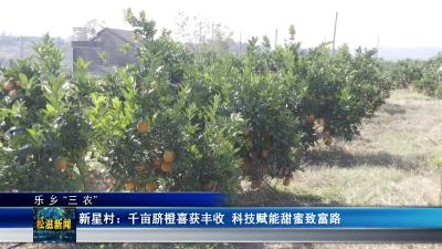 【乐乡“三农”】新星村：千亩脐橙喜获丰收  科技赋能甜蜜致富路（20251203）