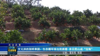 【农业农事】文元洪的别样果园：生态循环育出优质橙  昔日荒山成 “宝地”（20251201）