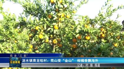 【乐乡“三农”】洈水镇青龙咀村：荒山变“金山”  柑橘香飘海外（20251211）