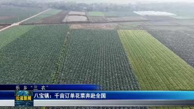 【乐乡“三农”】八宝镇：千亩订单花菜奔赴全国（20260108）