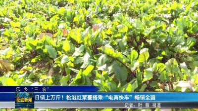【乐乡“三农”】日销上万斤！松滋红菜薹搭乘“电商快车”畅销全国（20260106）