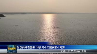 生态向好引客来  30多只小天鹅安家小南海（20260104）