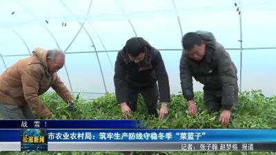 【战  雪 ！】市农业农村局：筑牢生产防线守稳冬季“菜篮子”（20260120）