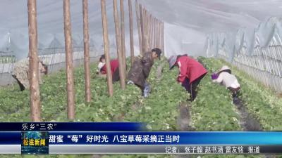 【乐乡“三农”】甜蜜“莓”好时光  八宝草莓采摘正当时（20260119）