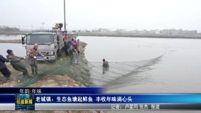 【年韵•年味】老城镇：生态鱼塘起鲜鱼  丰收年味淌心头（20260211）