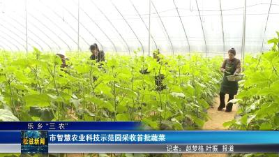 【乐乡“三农”】市智慧农业科技示范园采收首批蔬菜（20260205）