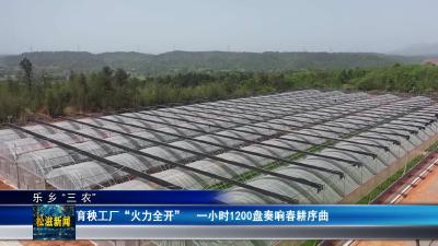 【乐乡“三农”】育秧工厂“火力全开”  一小时1200盘奏响春耕序曲（20260325）