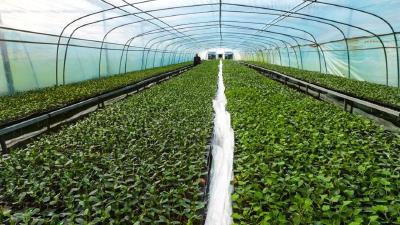 育苗基地，“甜蜜希望”绿意盎然