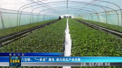 【乐乡“三农”】八宝镇：“一条龙” 服务  助力西瓜产业发展（20260320）