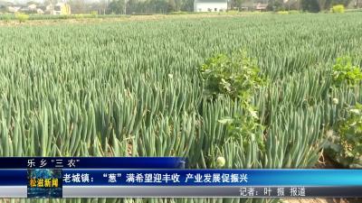 【乐乡“三农”】老城镇：”葱“满希望迎丰收  产业发展促振兴（20260319）