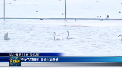 【湖北省第44届“爱鸟周”】守护飞羽精灵  共绘生态画卷（20260402）