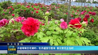 【乐乡风景线】沙道观镇豆花湖村：牡丹盛放引客来  春日赏花正当时（20260410）