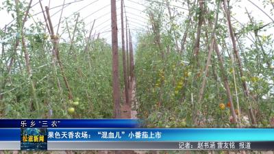【乐乡“三农”】果色天香农场：“混血儿”小番茄上市（20260423）