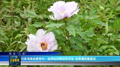【乐乡“三农”】刘家场镇仙楼香村：油用牡丹鲜切花开采  拓宽增收新路径（20260409）