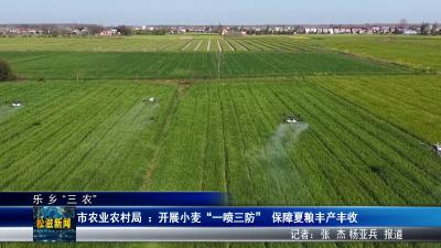 【乐乡“三农”】市农业农村局：开展小麦“一喷三防”  保障夏粮丰产丰收（20260407）