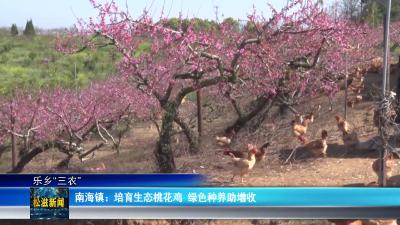 【乐乡“三农”】南海镇：培育生态桃花鸡  绿色种养助增收（20260413）