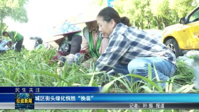 【民生关注】城区街头绿化悄然 “换装”（20260513）
