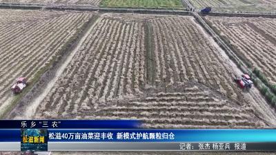 【乐乡“三农”】松滋40万亩油菜迎丰收  新模式护航颗粒归仓（20260512）
